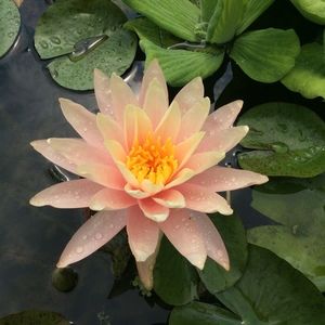 Meet your Posher, Kyle